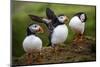 Puffins at the Wick, Skomer Island, Pembrokeshire Coast National Park, Wales-Photo Escapes-Mounted Photographic Print