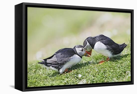 Puffins Courtship-null-Framed Premier Image Canvas
