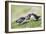 Puffins Courtship-null-Framed Photographic Print