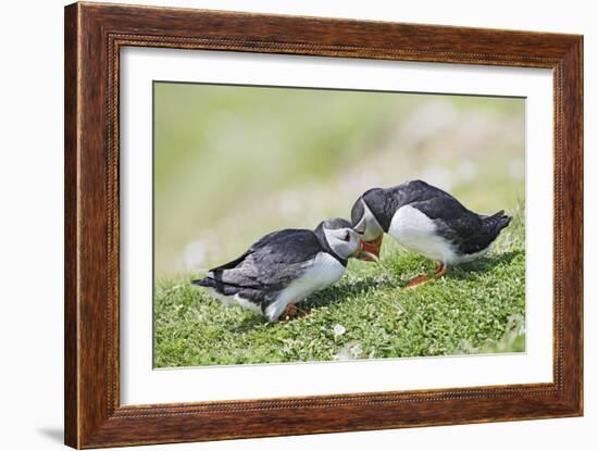 Puffins Courtship-null-Framed Photographic Print