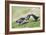 Puffins Courtship-null-Framed Photographic Print