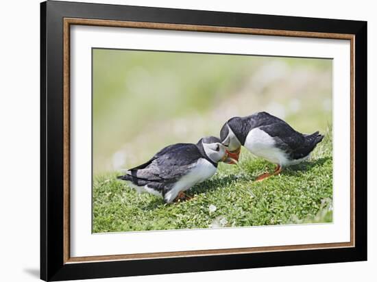 Puffins Courtship-null-Framed Photographic Print