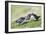 Puffins Courtship-null-Framed Photographic Print