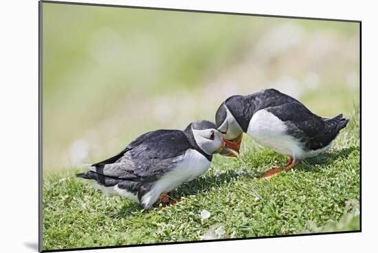 Puffins Courtship-null-Mounted Photographic Print