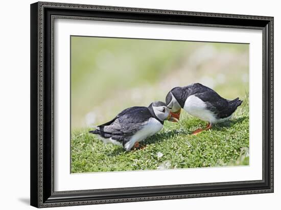 Puffins Courtship-null-Framed Photographic Print