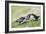 Puffins Courtship-null-Framed Photographic Print