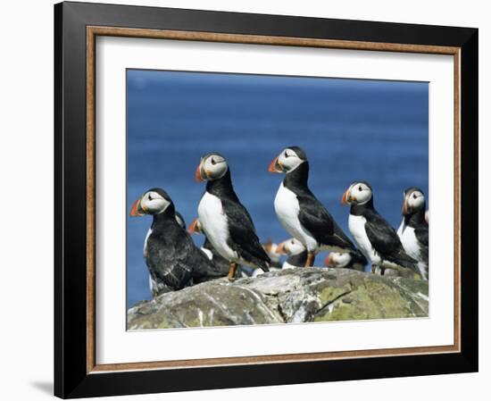 Puffins (Fratercula Arctica), Farne Islands, off Northumbria, England, United Kingdom, Europe-Ann & Steve Toon-Framed Photographic Print