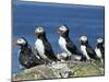 Puffins (Fratercula Arctica), Farne Islands, off Northumbria, England, United Kingdom, Europe-Ann & Steve Toon-Mounted Photographic Print