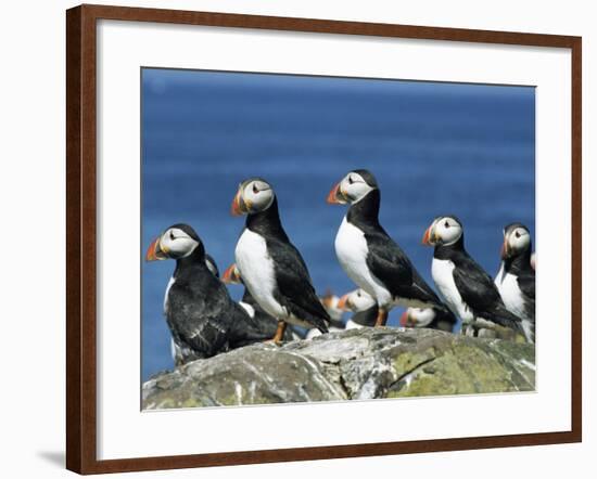 Puffins (Fratercula Arctica), Farne Islands, off Northumbria, England, United Kingdom, Europe-Ann & Steve Toon-Framed Photographic Print