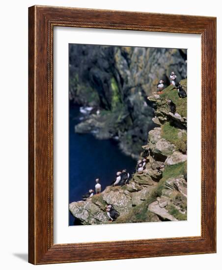 Puffins on Cliffs, Hermaness Nature Reserve, Unst, Shetland Islands, Scotland, UK-Patrick Dieudonne-Framed Photographic Print