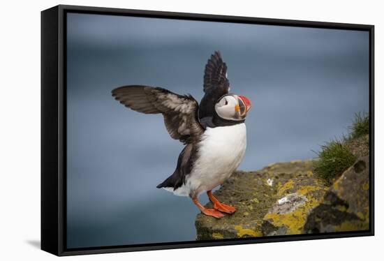 Puffins Up Close Atop The Cliffs In Western Iceland-Joe Azure-Framed Stretched Canvas