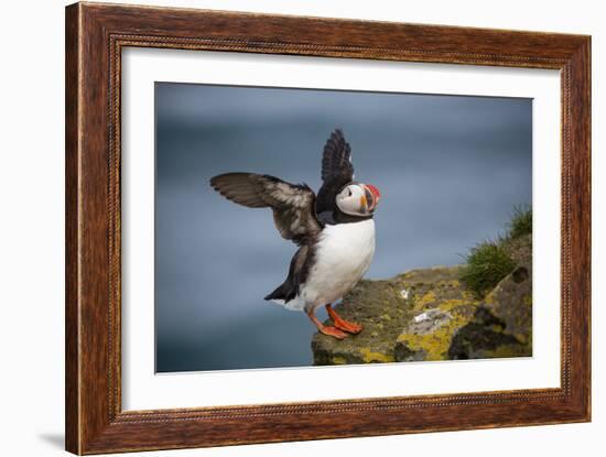 Puffins Up Close Atop The Cliffs In Western Iceland-Joe Azure-Framed Photographic Print