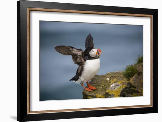 Puffins Up Close Atop The Cliffs In Western Iceland-Joe Azure-Framed Photographic Print