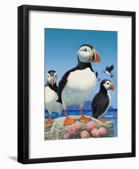 Puffins-R. B. Davis-Framed Giclee Print