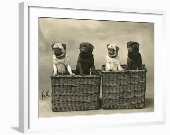 Pug 1926-null-Framed Photographic Print