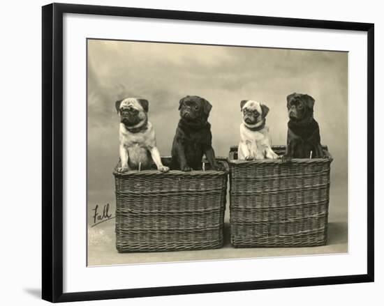 Pug 1926-null-Framed Photographic Print