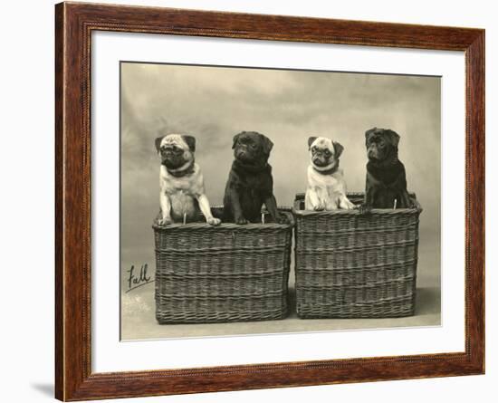 Pug 1926-null-Framed Photographic Print