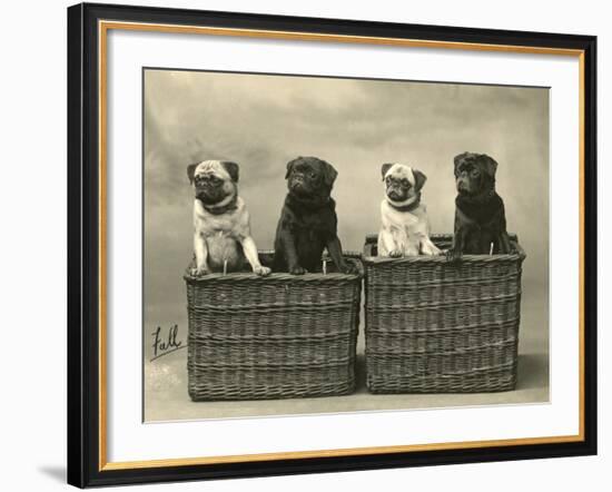 Pug 1926-null-Framed Photographic Print