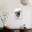 Pug, Collar, Portrait, Studio-Hawi-Photographic Print displayed on a wall