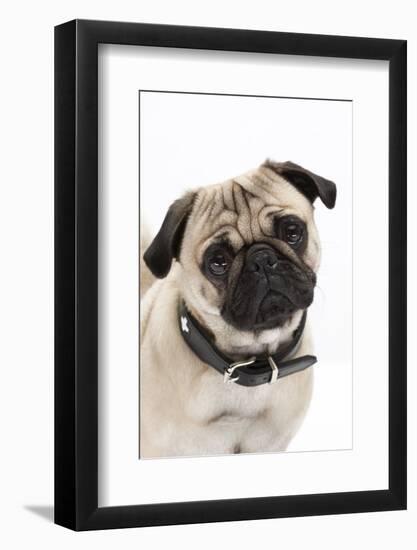 Pug, Collar, Portrait, Studio-Hawi-Framed Photographic Print