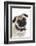 Pug, Collar, Portrait, Studio-Hawi-Framed Photographic Print