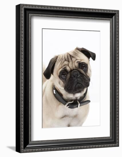 Pug, Collar, Portrait, Studio-Hawi-Framed Photographic Print