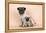 Pug Dog Adult and Puppy-null-Framed Premier Image Canvas