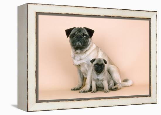 Pug Dog Adult and Puppy-null-Framed Premier Image Canvas