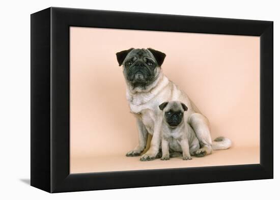 Pug Dog Adult and Puppy-null-Framed Premier Image Canvas