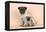 Pug Dog Adult and Puppy-null-Framed Premier Image Canvas