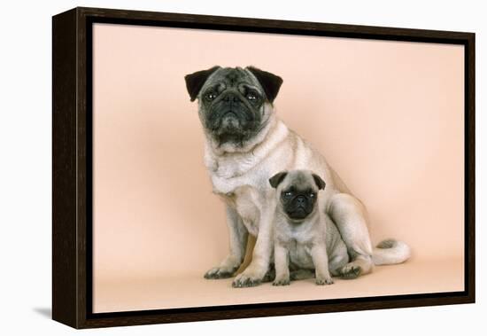 Pug Dog Adult and Puppy-null-Framed Premier Image Canvas