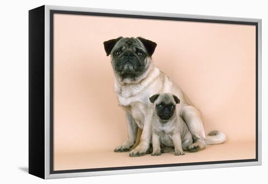 Pug Dog Adult and Puppy-null-Framed Premier Image Canvas