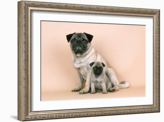 Pug Dog Adult and Puppy-null-Framed Photographic Print