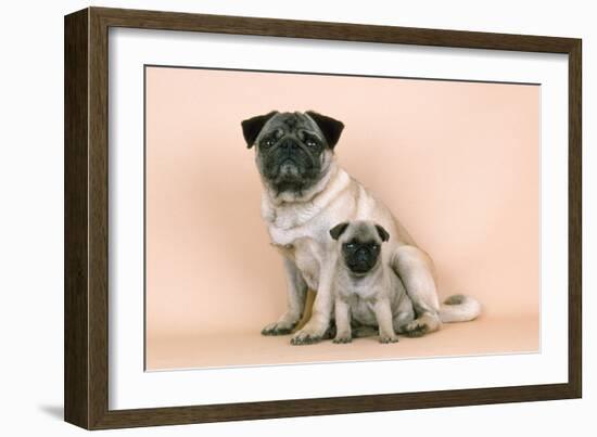 Pug Dog Adult and Puppy-null-Framed Photographic Print