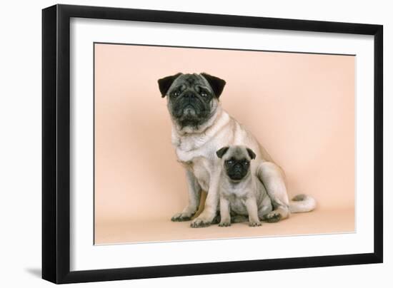 Pug Dog Adult and Puppy-null-Framed Photographic Print