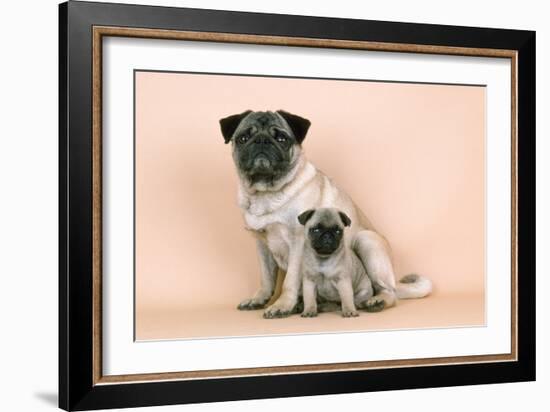 Pug Dog Adult and Puppy-null-Framed Photographic Print