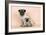 Pug Dog Adult and Puppy-null-Framed Photographic Print