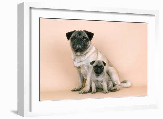 Pug Dog Adult and Puppy-null-Framed Photographic Print