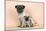 Pug Dog Adult and Puppy-null-Mounted Photographic Print