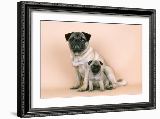 Pug Dog Adult and Puppy-null-Framed Photographic Print
