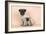 Pug Dog Adult and Puppy-null-Framed Photographic Print