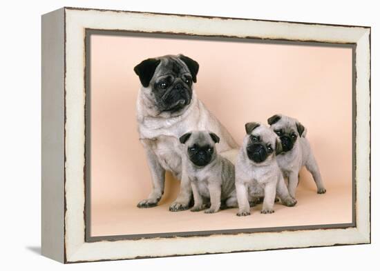 Pug Dog and 3 Puppies-null-Framed Premier Image Canvas