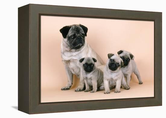 Pug Dog and 3 Puppies-null-Framed Premier Image Canvas