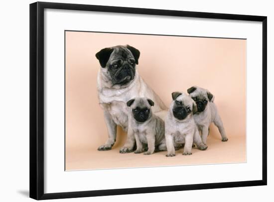 Pug Dog and 3 Puppies-null-Framed Photographic Print