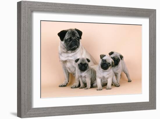 Pug Dog and 3 Puppies-null-Framed Photographic Print