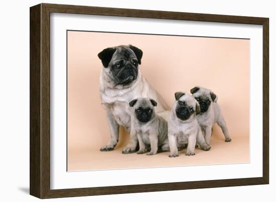 Pug Dog and 3 Puppies-null-Framed Photographic Print