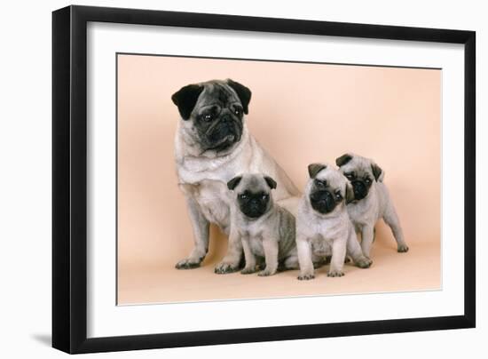 Pug Dog and 3 Puppies-null-Framed Photographic Print