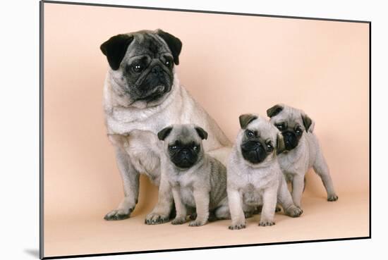 Pug Dog and 3 Puppies-null-Mounted Photographic Print