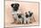 Pug Dog and 3 Puppies-null-Mounted Photographic Print