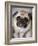 Pug Dog-Allana Wesley White-Framed Photographic Print